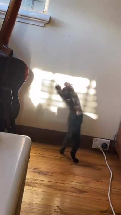 How to entertain a crazy kitten at 7:00am while you&rsquo;re still half asleep