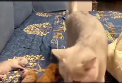 Don&rsquo;t wake up the kitties
