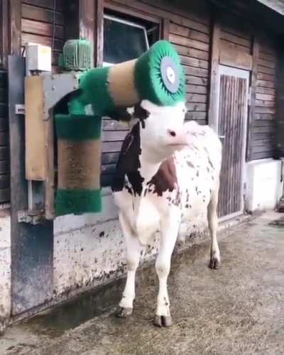 a motorized brush a like a cow&rsquo;s backscratcher....aahhhhhhh