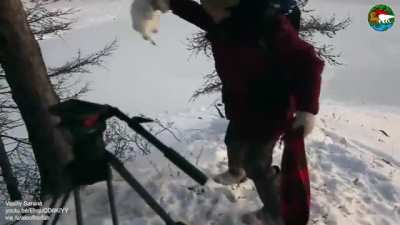 Arctic fox really wants that scarf