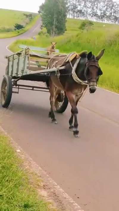 Cachorro basti&atilde;o