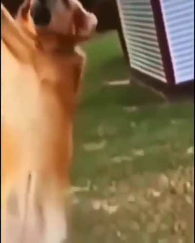 The majestic retriever
