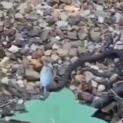 perfectly cut bonk