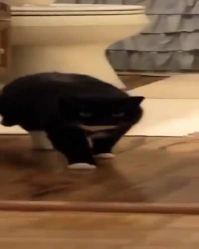cat walking.