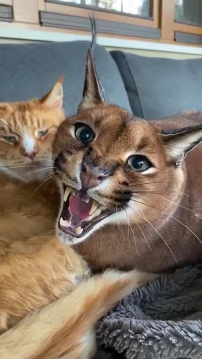 Big wunk known as "big floppa" adopts a OneOrangeBraincell 