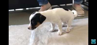 Is dog okay?
