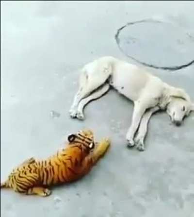 Stuffed tiger!