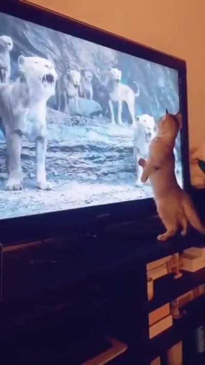 Gatinho