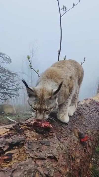 🔥 Lynx - The 