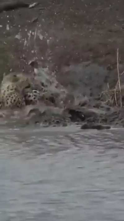 🔥 A crocodile grabs a cheetah 🔥