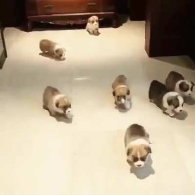 Nuggets on the run