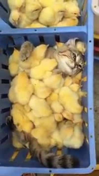 Whole new meaning to that cat likes chicken.