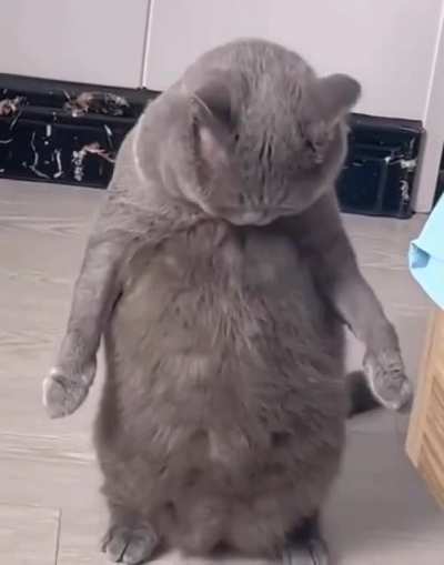 Cat.