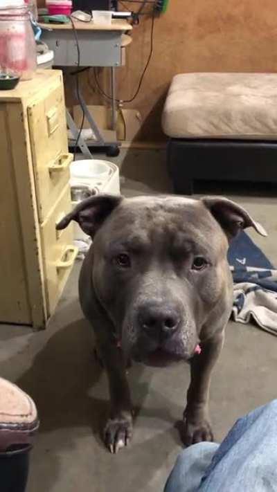 Trying hard to speak for a treat