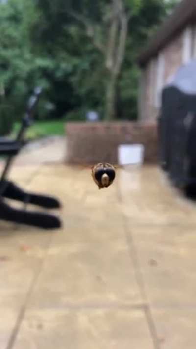 This cute little bee wants a close up