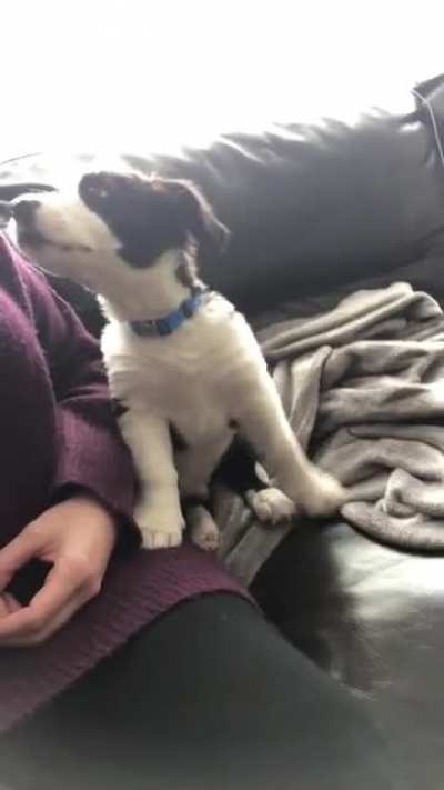 Puppy&rsquo;s first howlie