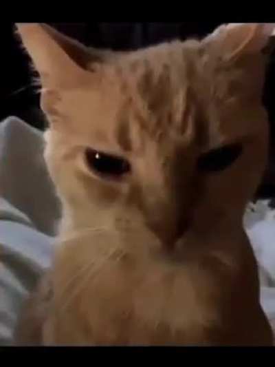 &eth;&iexcl;wunk 