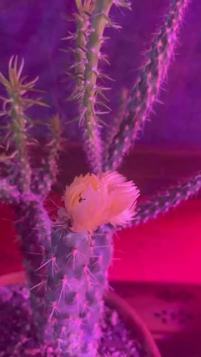 I spotted what appears to be a Pseudoscorpion on my cactus this morning! 🦂🌵I did not know these existed, very cool! Boone County, MO