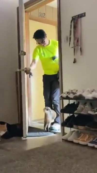 Cat&rsquo;s escape attempt thwarted