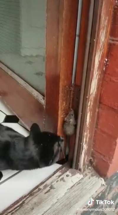 CAT FORGETS HOW TO CAT
