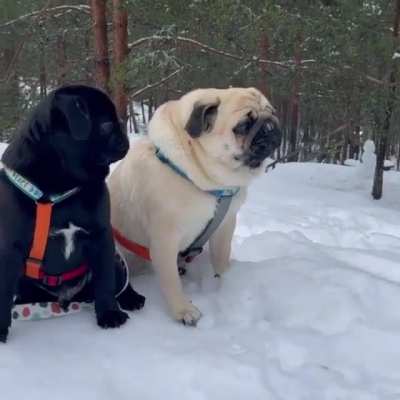 Incredible barking. The black dog&rsquo;s reaction is hilarious! (sound on)