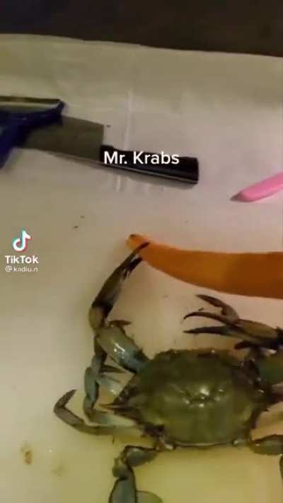 A lovely crab