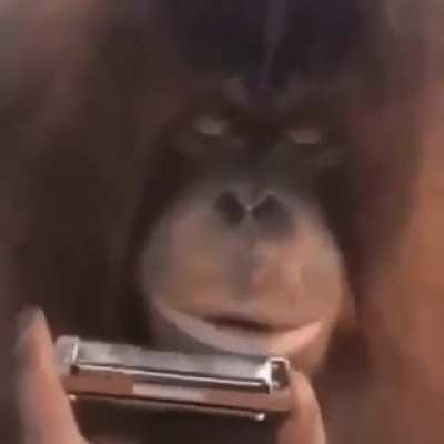 monke musicial