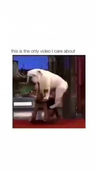 Moldy Dog