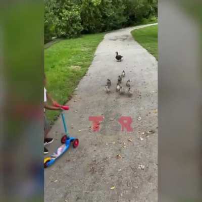 ducks don&rsquo;t have no manners
