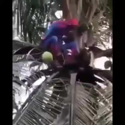Muquinha é flagrado roubando coco vestido de miranha