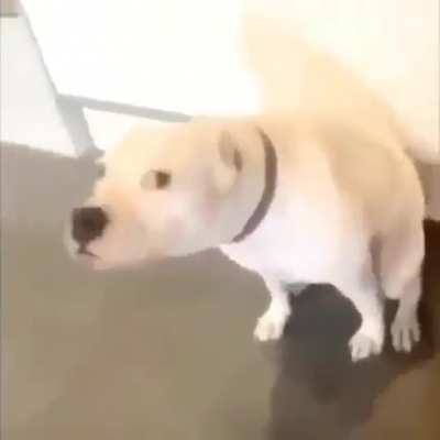 Mueve la colita uwu