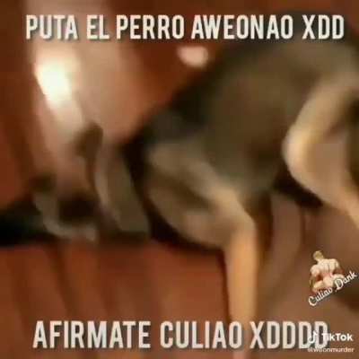 perro weon af&iacute;rmate