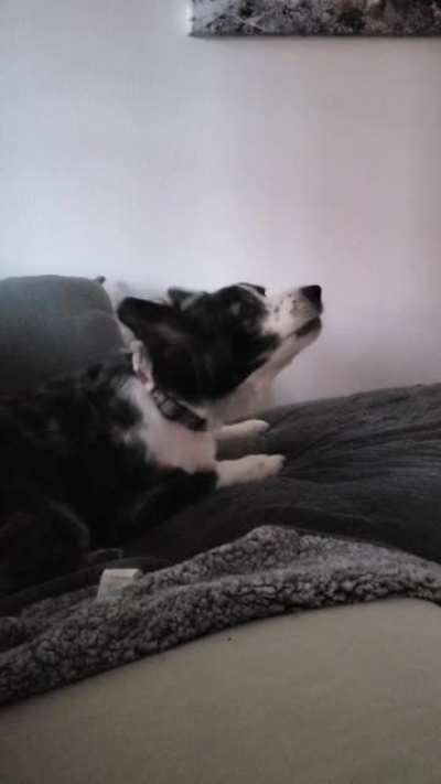 [Assassin's Creed: Valhalla] [video] Anyone else's dog wanting to answer the Raiding Call? Bonus points because his name is Loki