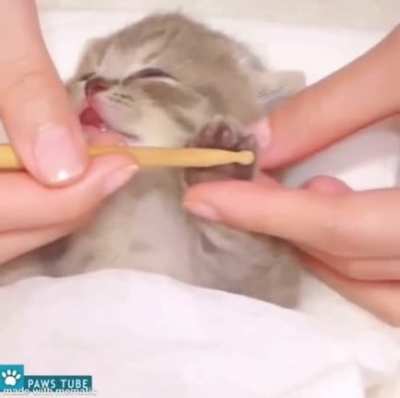 kitten enjoying spa