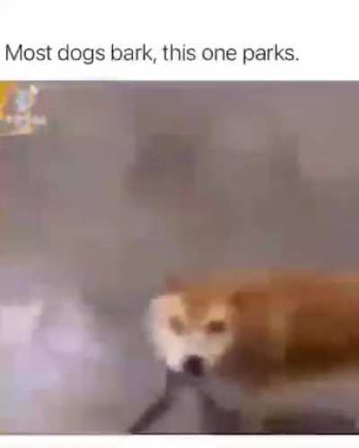I hope a traffic cop doesn&rsquo;t give him a barking ticket
