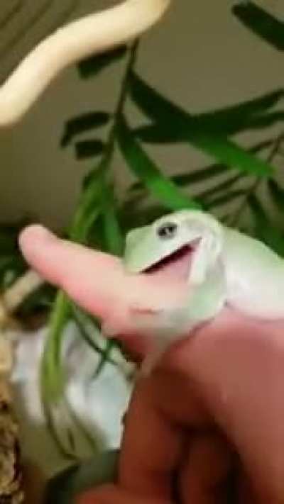 This frog being mean to it&rsquo;s owner