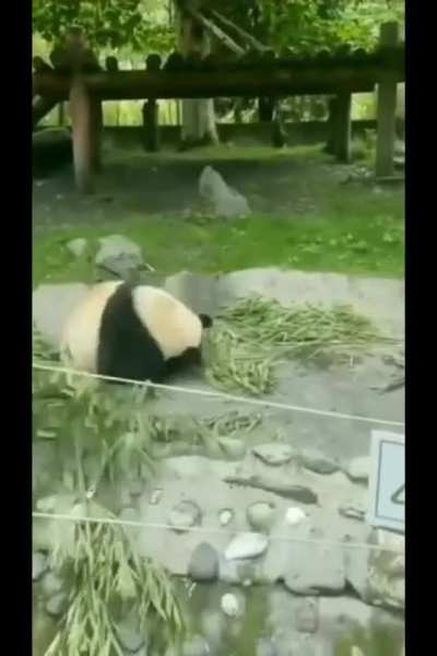 Highly skilled panda warrior