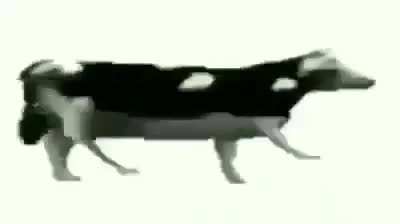 Vaca bailando 😎😎😎😎
