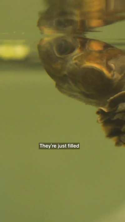 This Turtle&rsquo;s Water Looks Dirty (It&rsquo;s Not!)