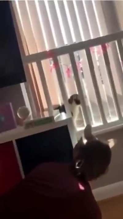 Peek a boo