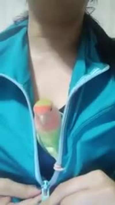 Parrot is better than horny