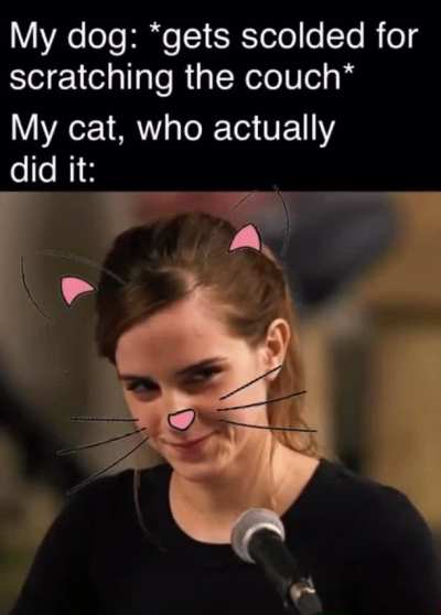 Evil cats, they truly are evil