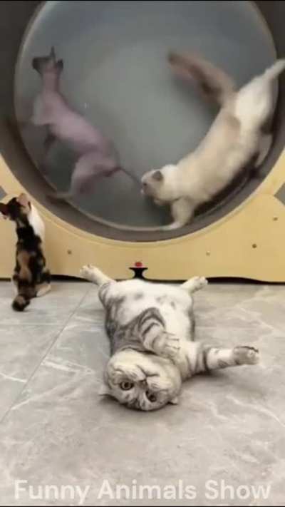 And let the whole world wait😸👉