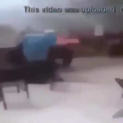 XD