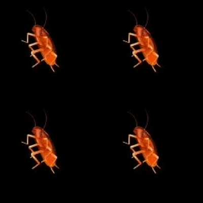 The røaches! They're multiplying!