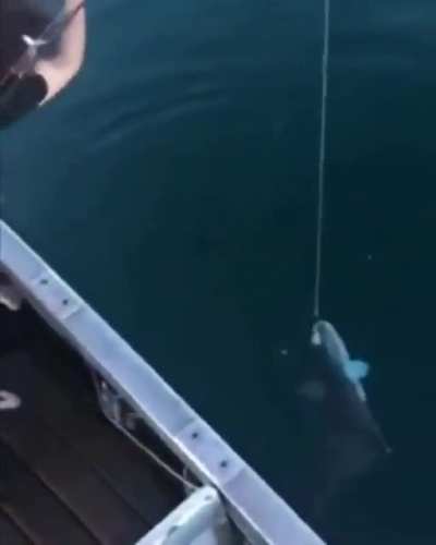 What da feesh doin
