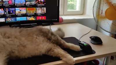 Friends cat during heatwave 32&deg;C/89.6&deg;F