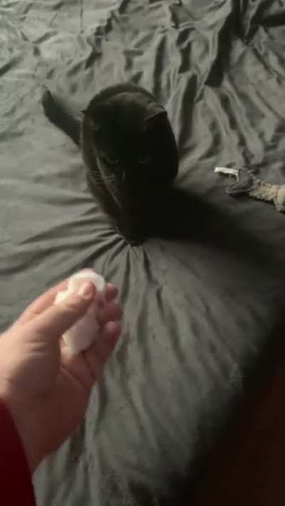 My indoor cat&rsquo;s first experience with snow.