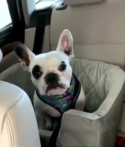 Poor doggo...