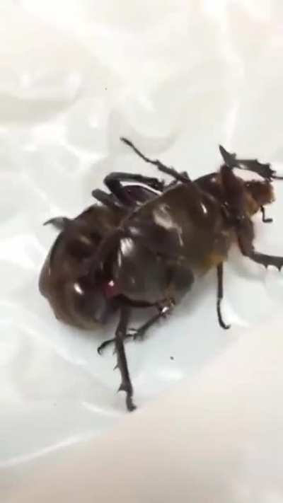 A Bug&rsquo;s Life (Uncut Version)